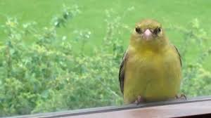 I MISS YOU,&nbsp;BIBI