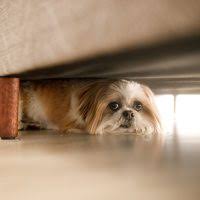 UNDER THE BEDS